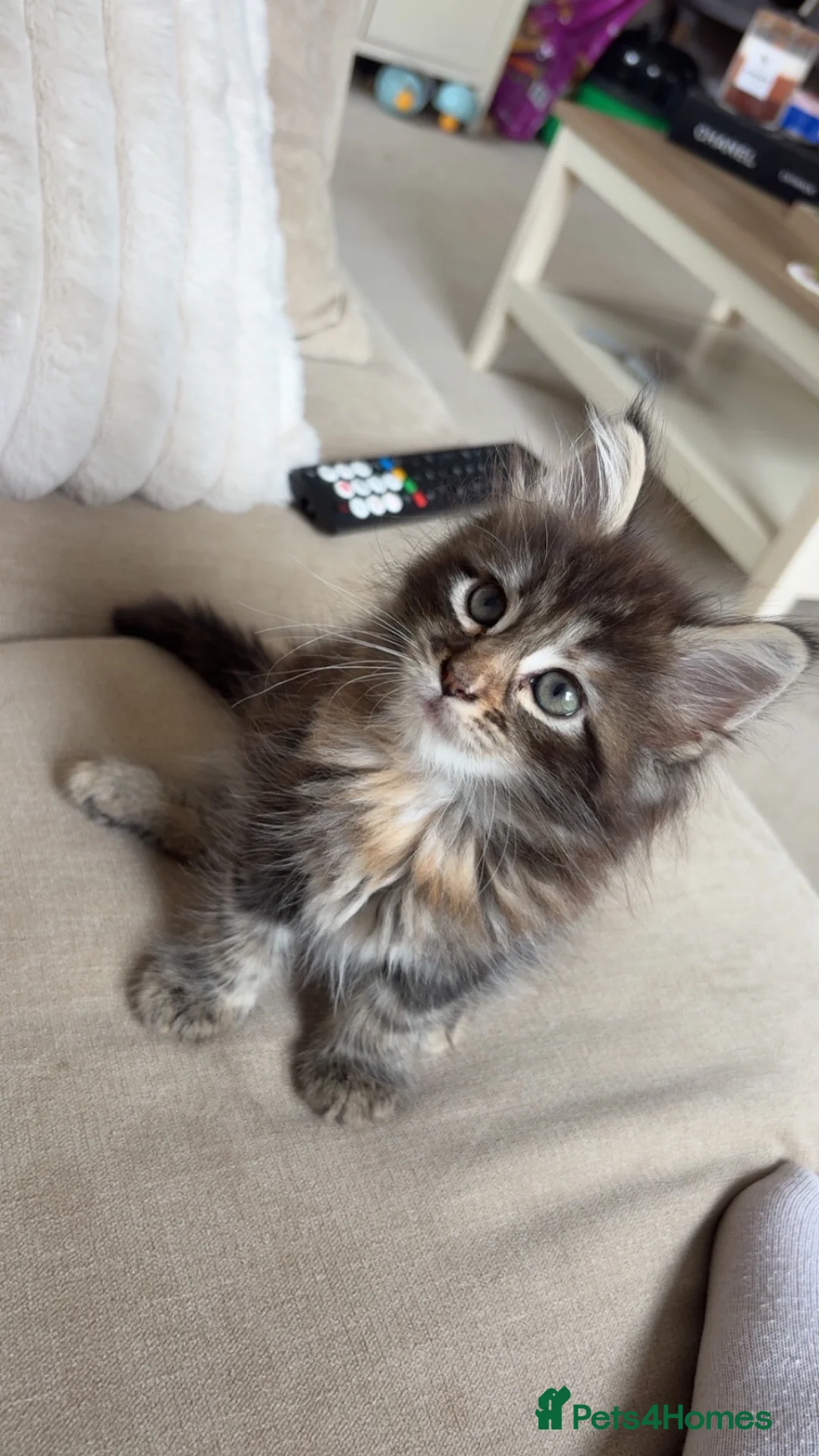 Maine Coon cats for sale: Half Mainecoon - Advert 2
