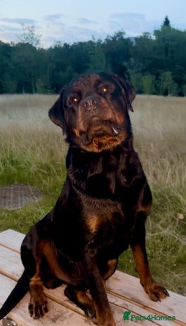 Rottweiler dogs Rottweiler for stud in Arrochar - Advert 1
