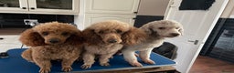 Miniature Poodle dogs for stud: Kc miniature poodle  in Wakefield - Advert 6