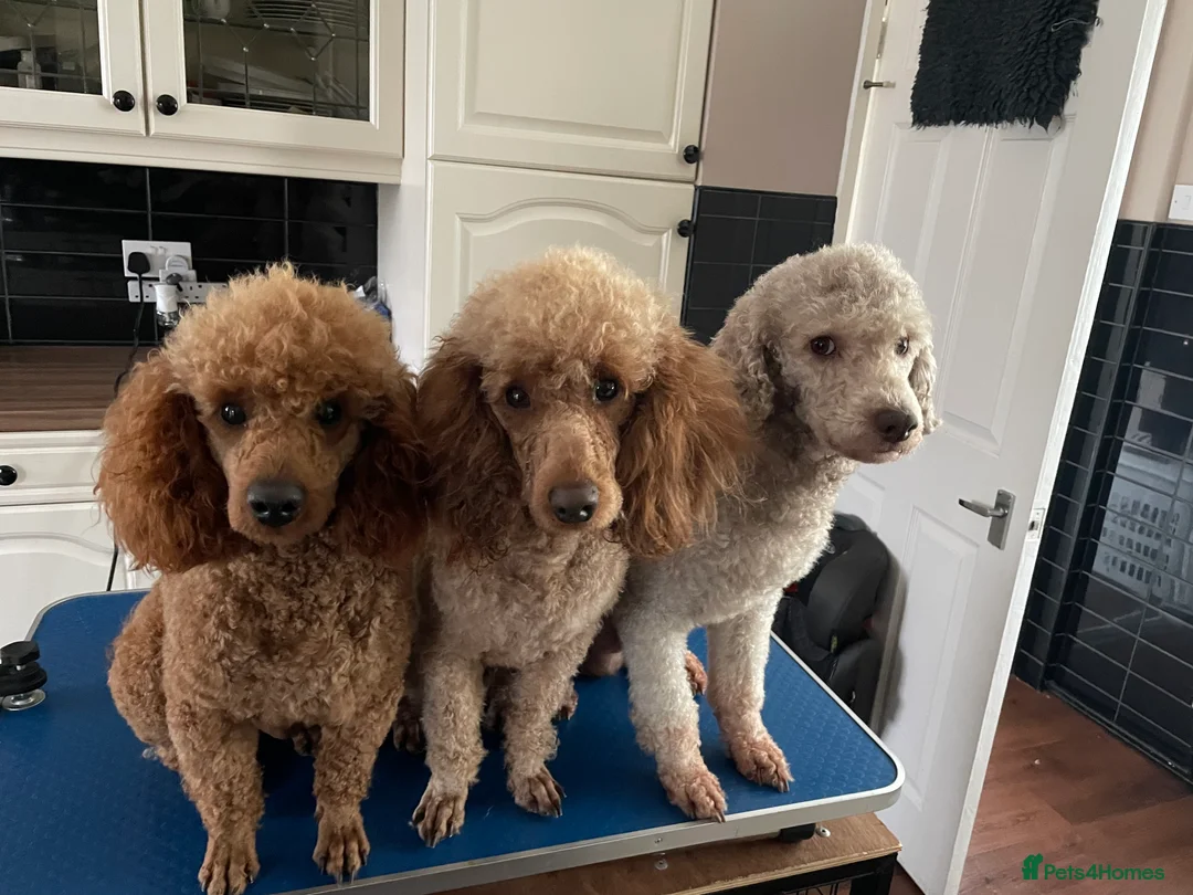Miniature Poodle dogs for stud: Kc miniature poodle  in Wakefield - Advert 6