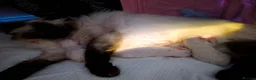 Ragdoll cats for sale: 💛GCCF Registered 💛Ragdoll kittens   - Advert 7