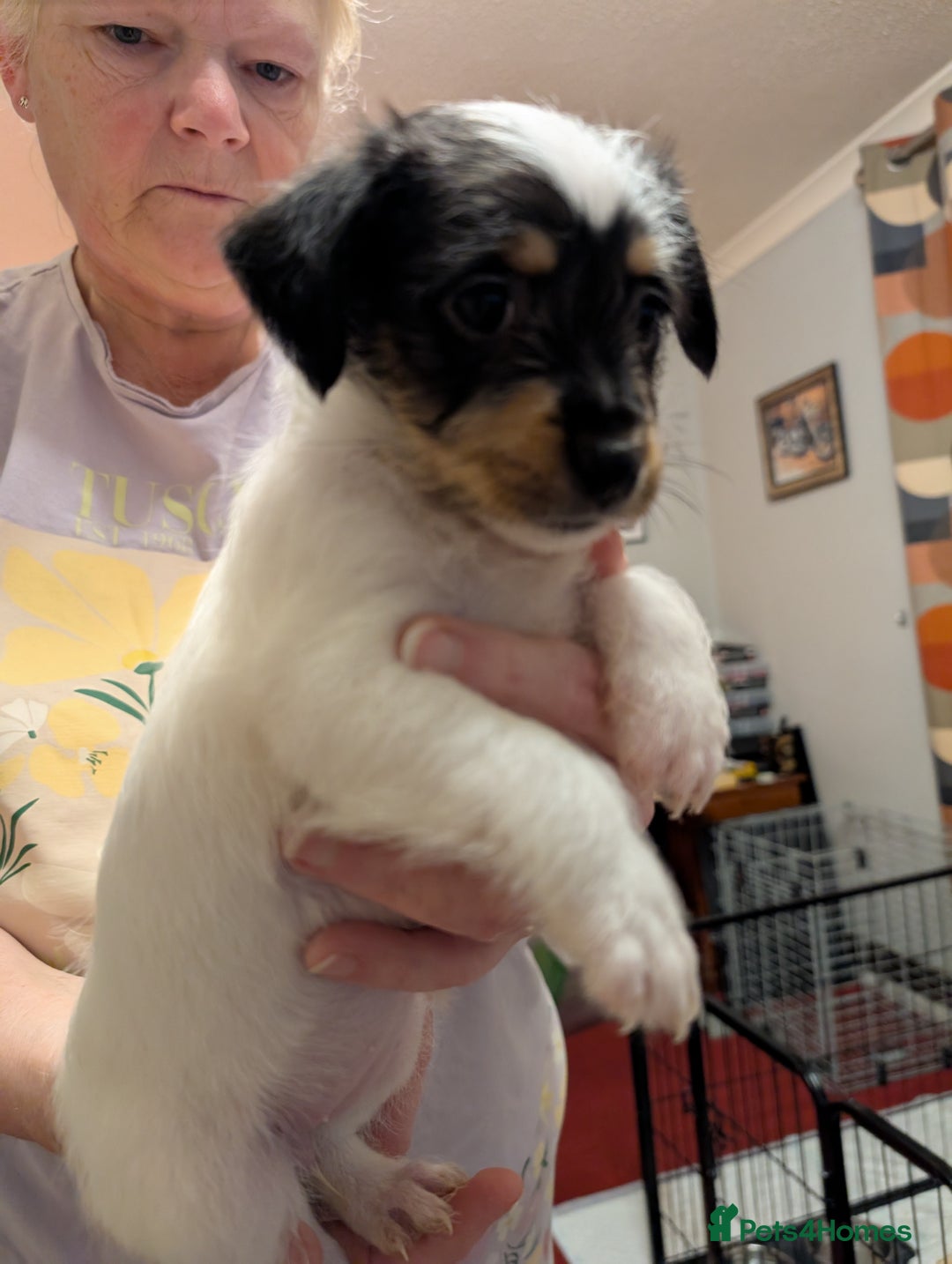 Mixed Breed dogs for sale: Shih Tzu Terrier cross  - Image 9