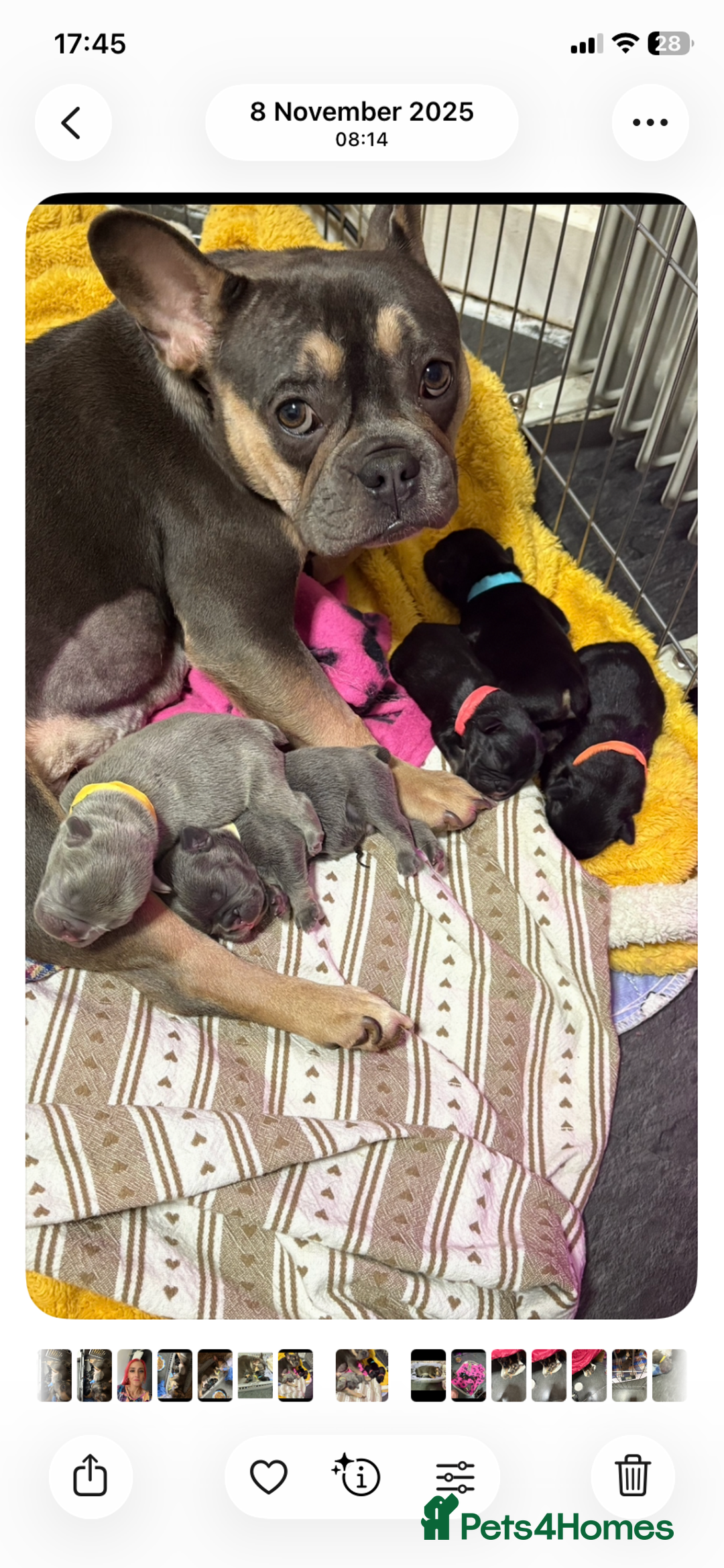 French Bulldog dogs for sale: French bulldog - Advert 7