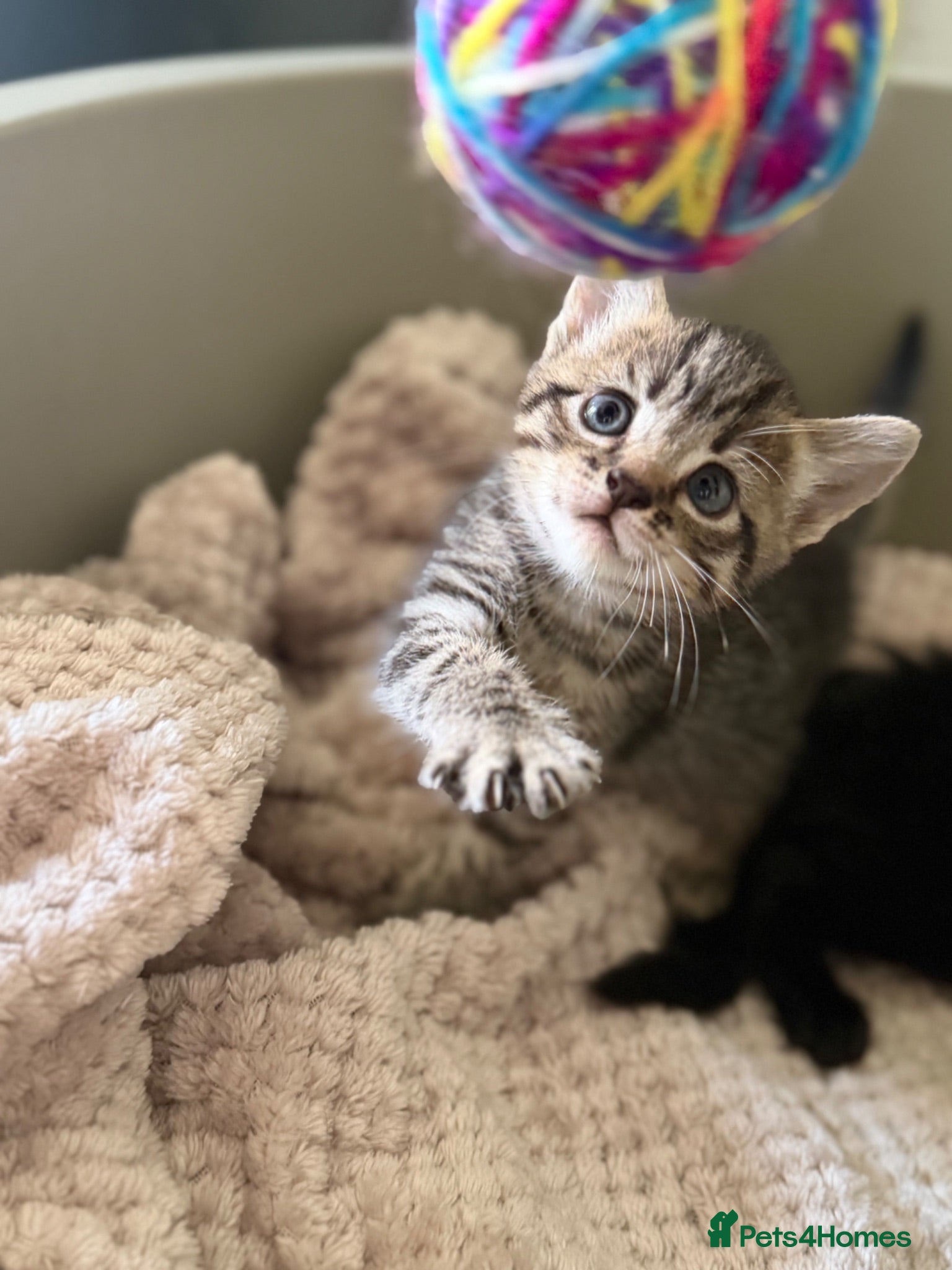Mixed Breed cats Little ones - Advert 15