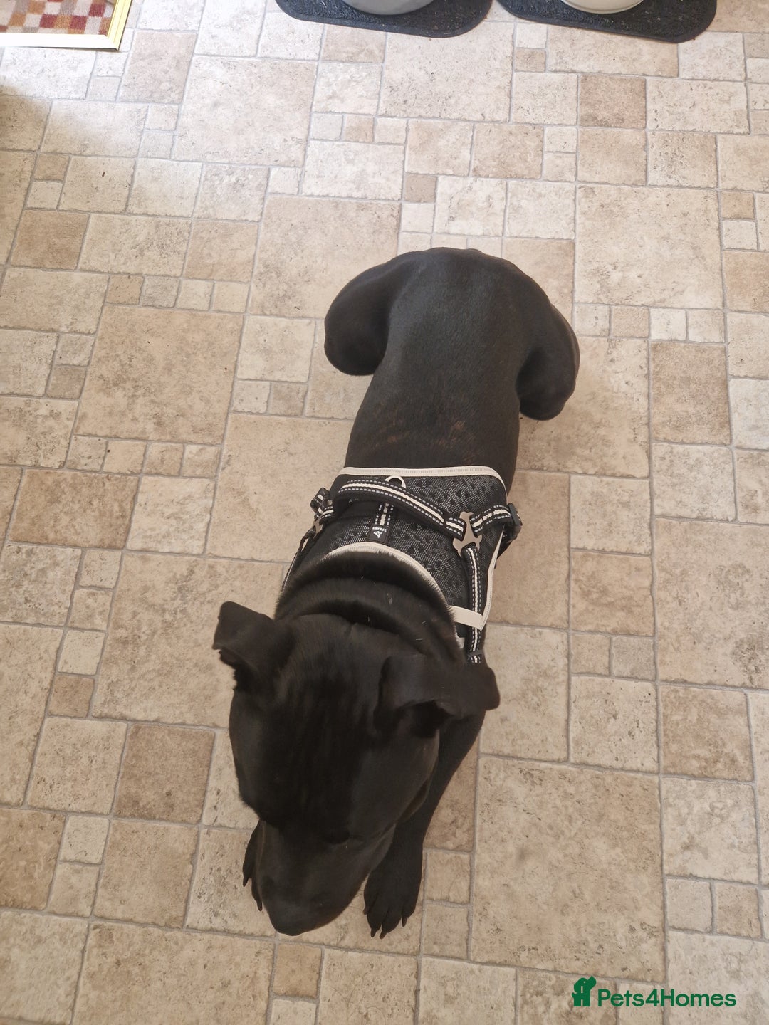Staffordshire Bull Terrier dogs for sale: 19 months old male Staffordshire Bull Terrier - Image 3