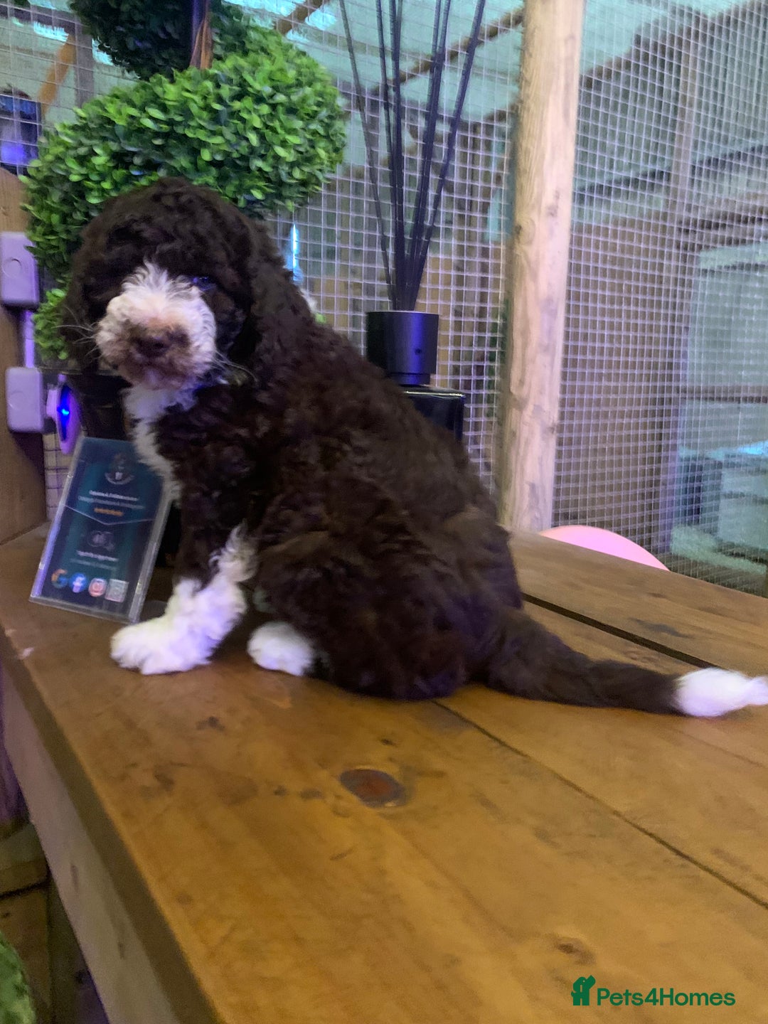 Sheepadoodle dogs for sale: Standard Sheepadoodle READY NOW - Advert 8