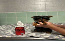 Yorkshire Terrier dogs for sale: Tiny Yorkshire terrier boy - Image 5