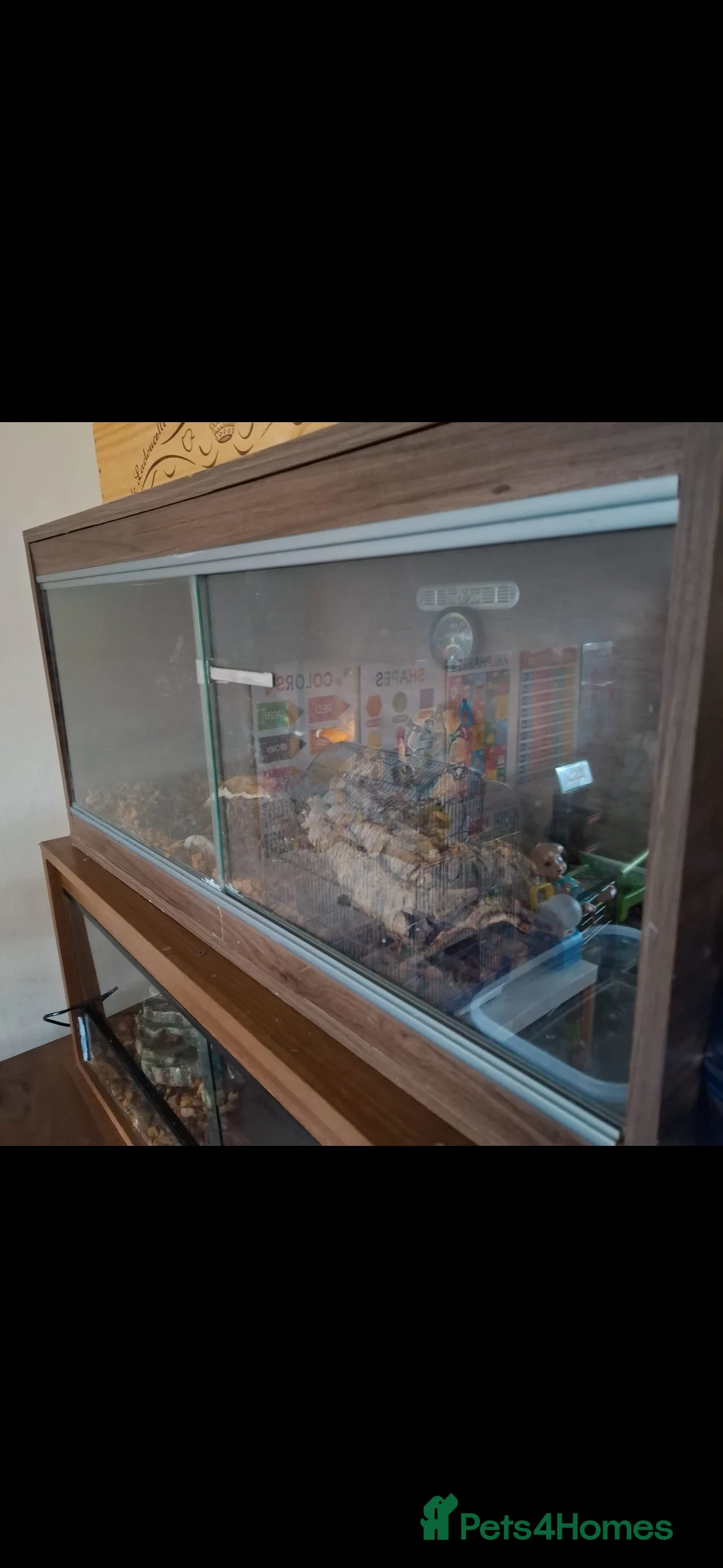 Boa Snake reptiles for sale: Boa constrictor  - Advert 3