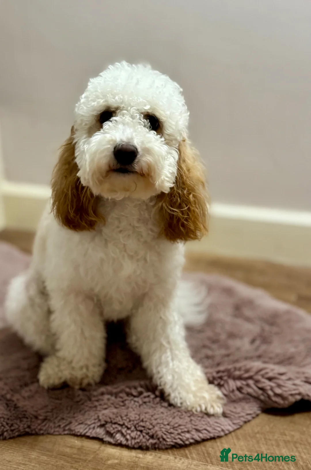 Cockapoo dogs for sale: F2b Cockapoo Puppies Health‑Tested Pedigree Lines - Advert 1