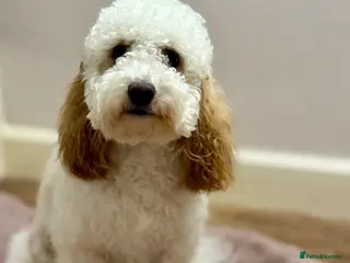 Cockapoo dogs F2b Cockapoo Puppies Health‑Tested Pedigree Lines - Advert 1