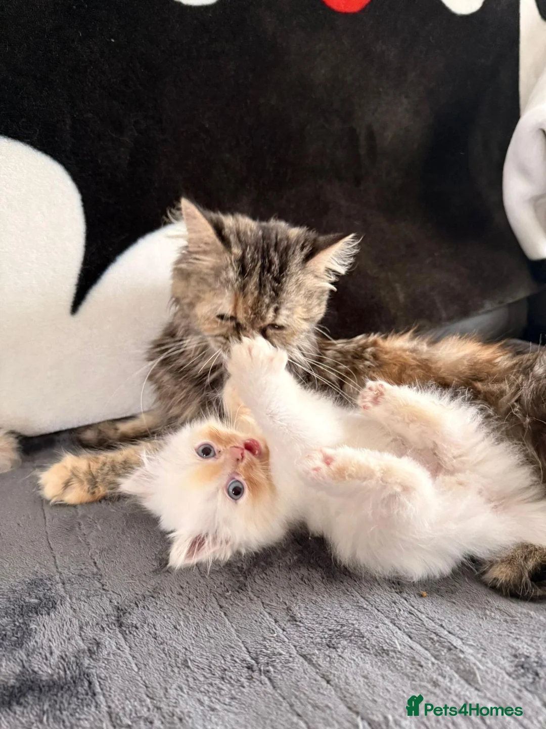 Persian cats for sale: 💗 Gorgeous Fluffy Persian Kittens 🐾 - Advert 15
