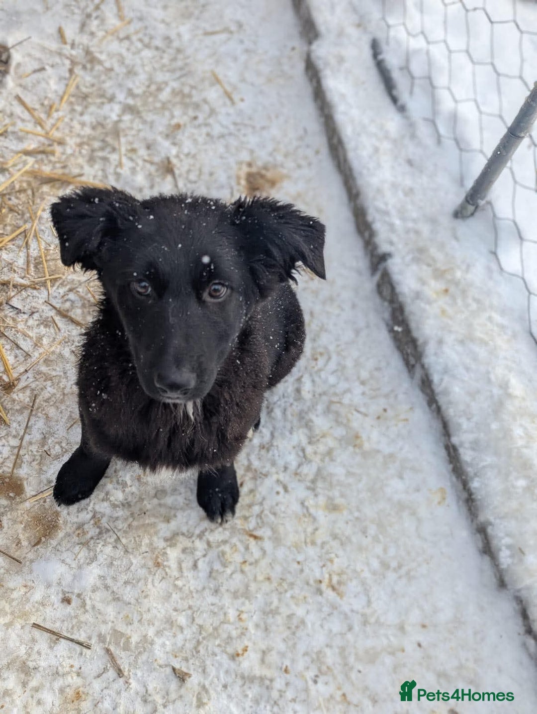 Mixed Breed dogs for adoption: Roxie ❤️ - Advert 7