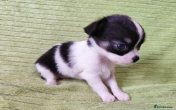 Chihuahua dogs for sale: Amazing Quality Long Coat Chihuahua puppies - Image 13