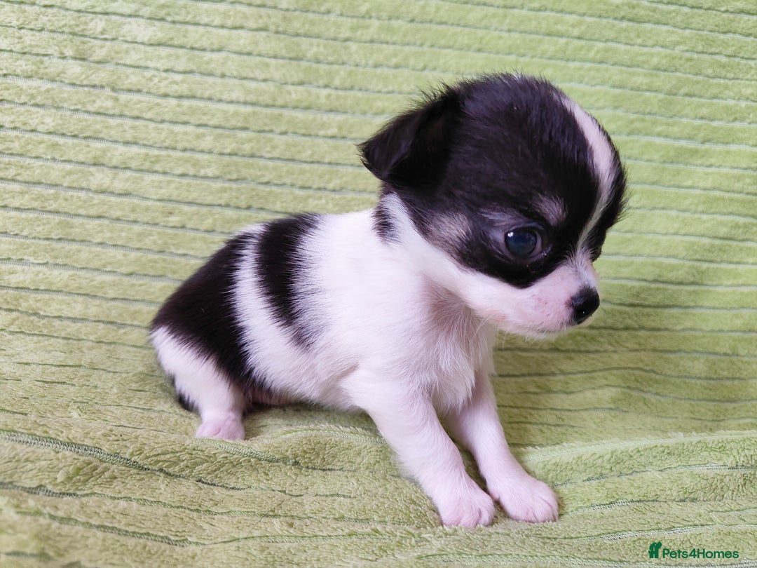 Chihuahua dogs for sale: Amazing Quality Long Coat Chihuahua puppies - Image 13