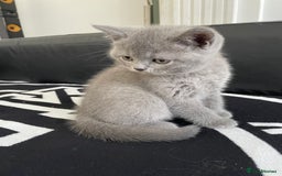 British Shorthair cats for sale: •Blue BSH Kittens – Ready Now . Last kitten left  - Image 21
