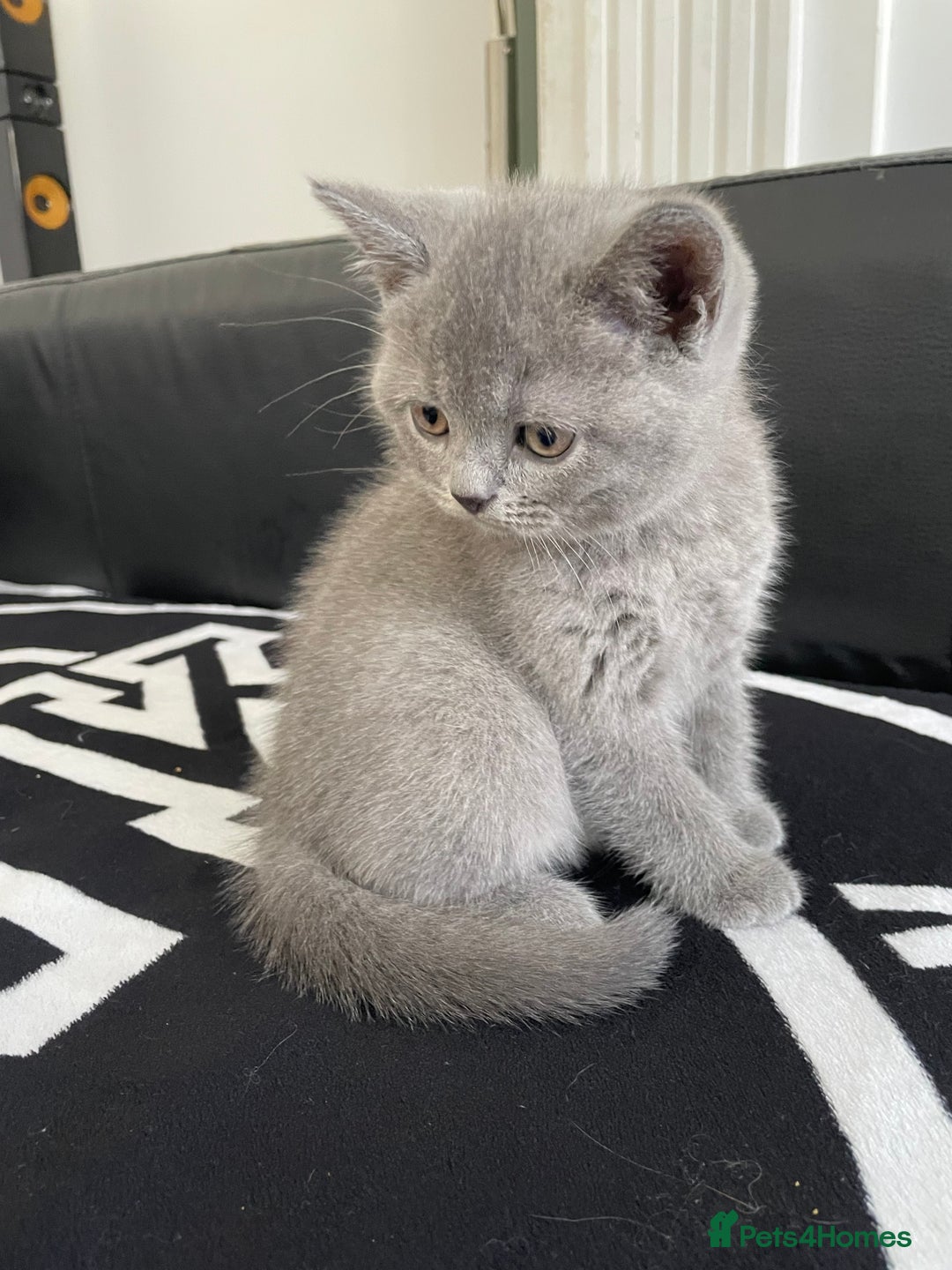 British Shorthair cats for sale: •Blue BSH Kittens – Ready Now . Last kitten left  - Image 21