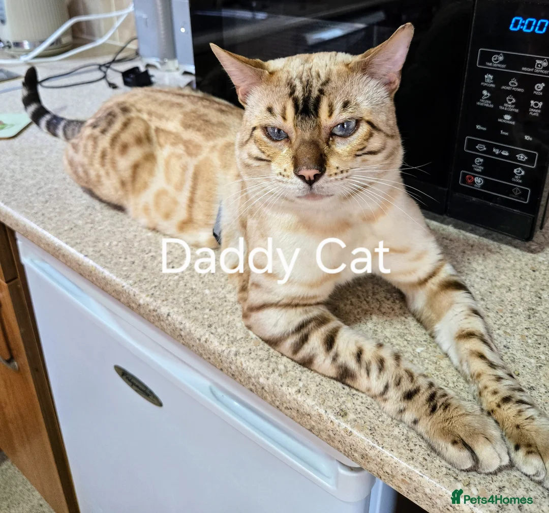 Bengal cats for sale: 💓Beautiful spotted (Rosetted) brown bengals - Advert 2