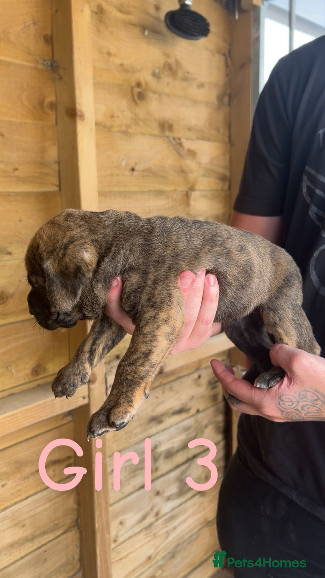 Presa Canario dogs for sale: Presa Canario  - Image 6
