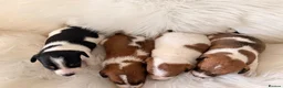 Jack Russell dogs for sale: Jack Russell puppies  in Consett - Advert 7