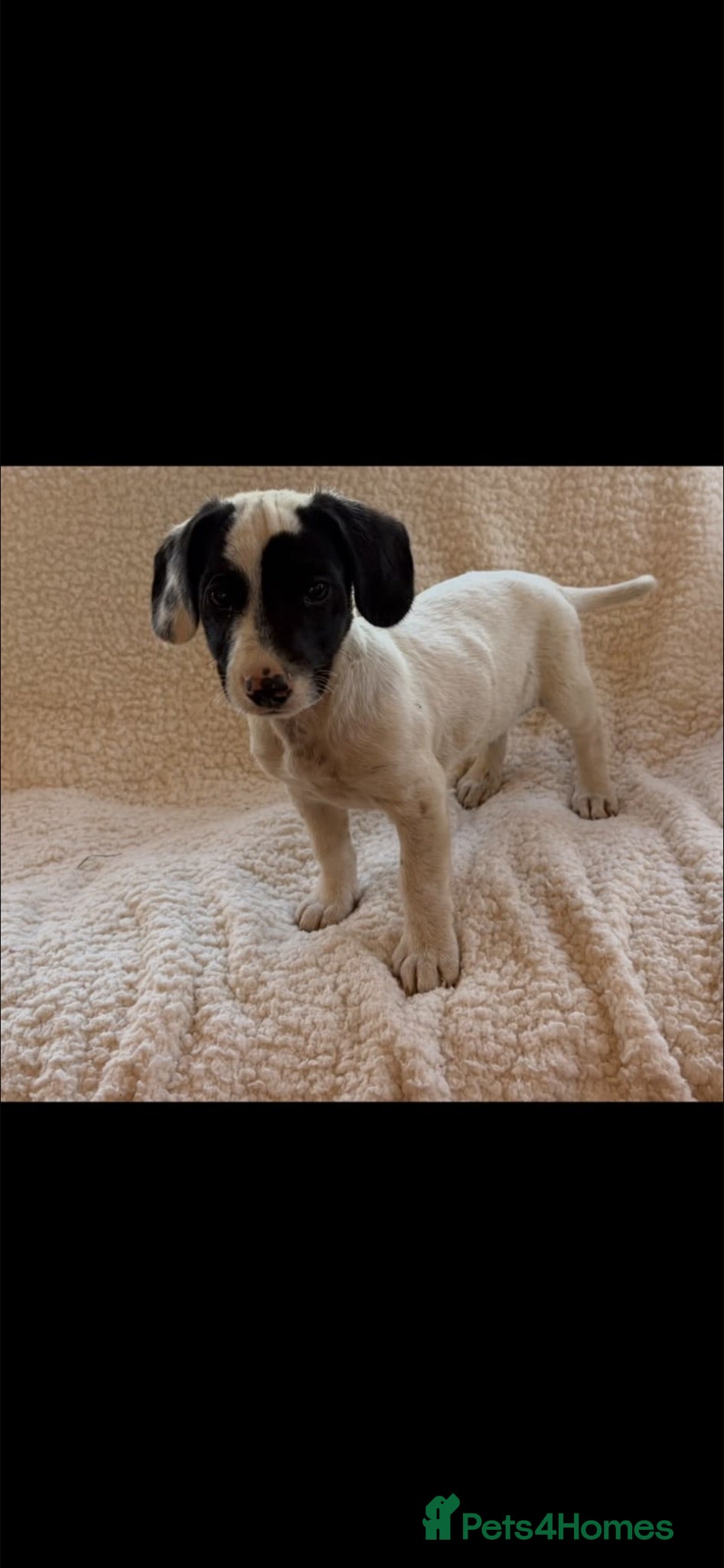 Jack Russell dogs Miniature jack Russle - Advert 2