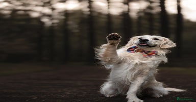 Golden Retriever dogs - Advert 3