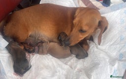 Miniature Dachshund dogs for sale: Pra clear mini smooth dachshund  - Image 13