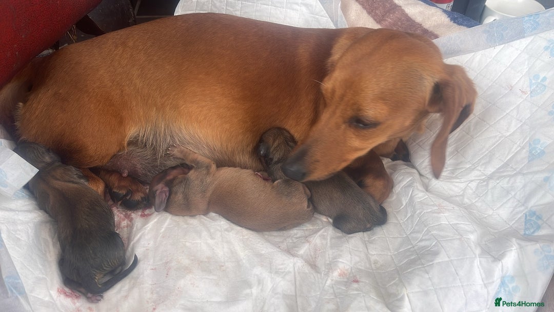 Miniature Dachshund dogs for sale: Pra clear mini smooth dachshund  - Image 13