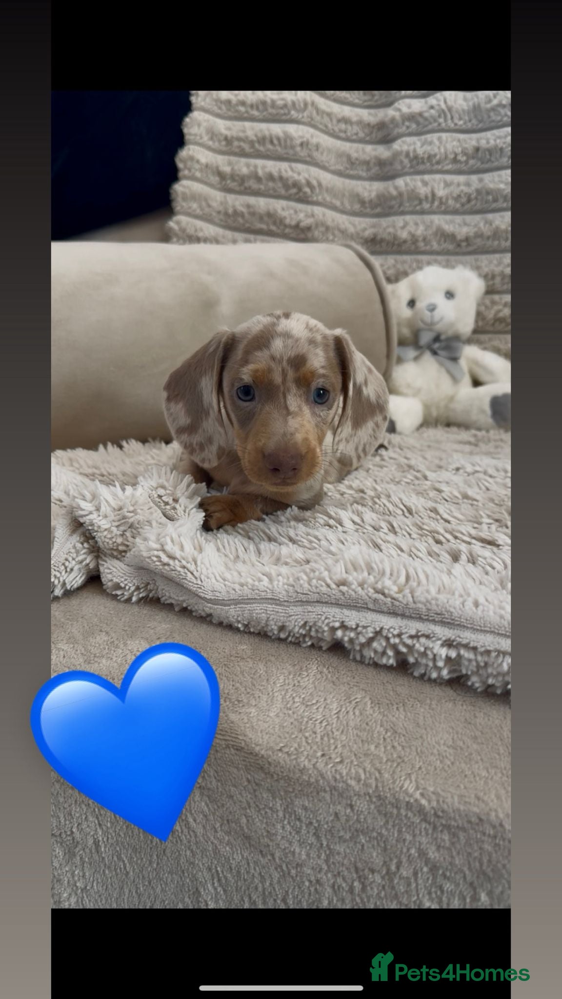 Miniature Dachshund dogs Quality miniature dachshunds 🏡🔥 - Advert 4