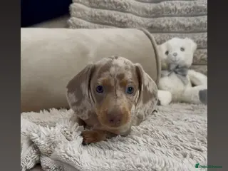 Miniature Dachshund dogs Quality miniature dachshunds 🏡🔥 - Advert 4