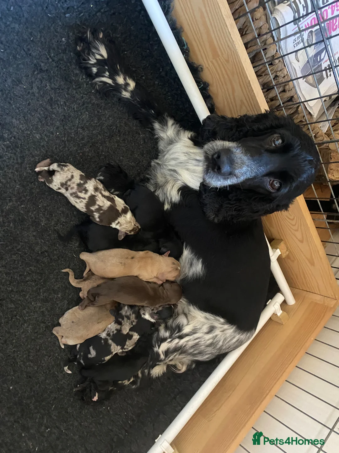 Cockapoo dogs for sale: F1 Show Type Merle Cockapoos (RARE) in Knutsford - Advert 2