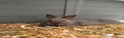 Netherland Dwarf rabbits for sale: Brother and sister bonded Netherland dwarfs - Advert 4