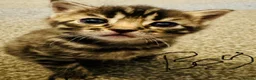 Mixed Breed cats for sale: Bengal cross  in Holt - Advert 11