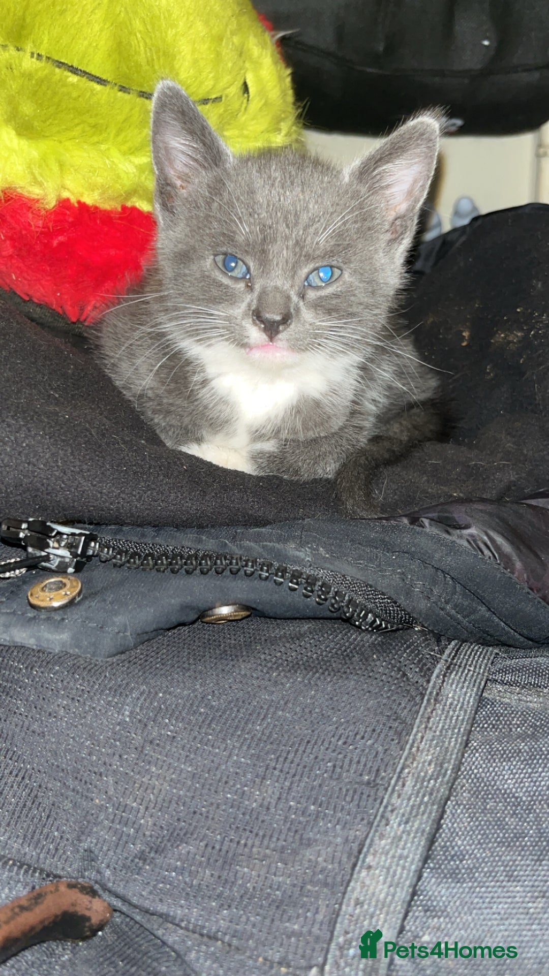 British Shorthair cats for sale: British short hair kittens  - Image 11