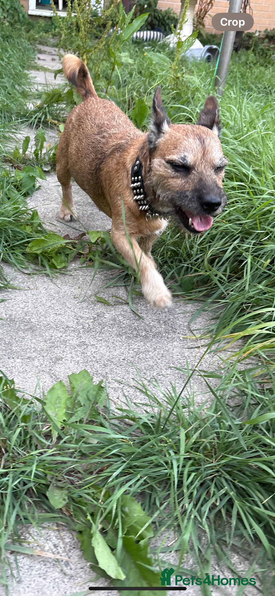 Mixed Breed dogs for sale: Terrier x jack russell - Advert 3