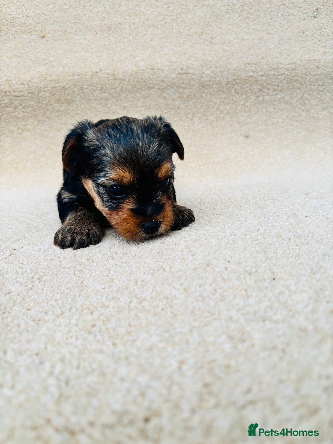 Yorkshire Terrier dogs for sale: Beautiful litter of Yorkshire terrier puppies - Advert 15