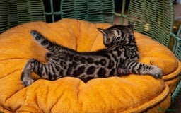 Bengal cats for sale: BABETTE-LAST available girl from the litter-TICA  - Image 19