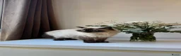 Himalayan cats for sale: 4-Year-Old Himalayan for sale!  - Advert 2