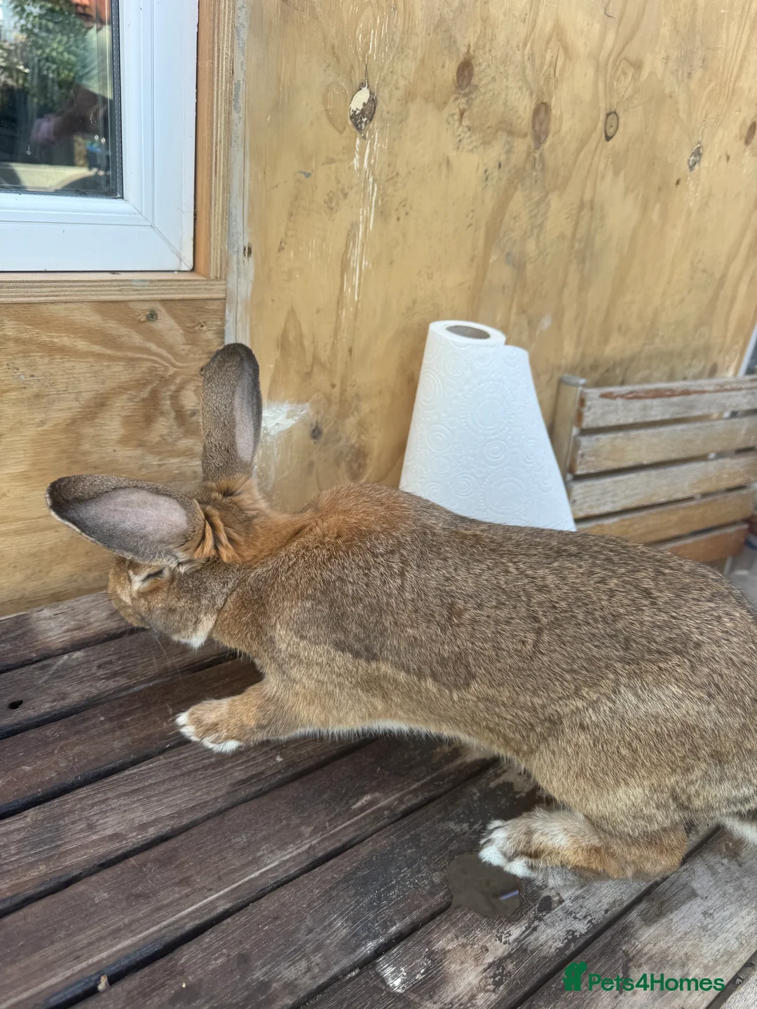 British Giant rabbits for sale: seven months old, very friendly easy to handle  - Advert 2