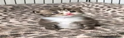 British Longhair cats for sale: Stunning British Longhair Kittens  - Advert 14