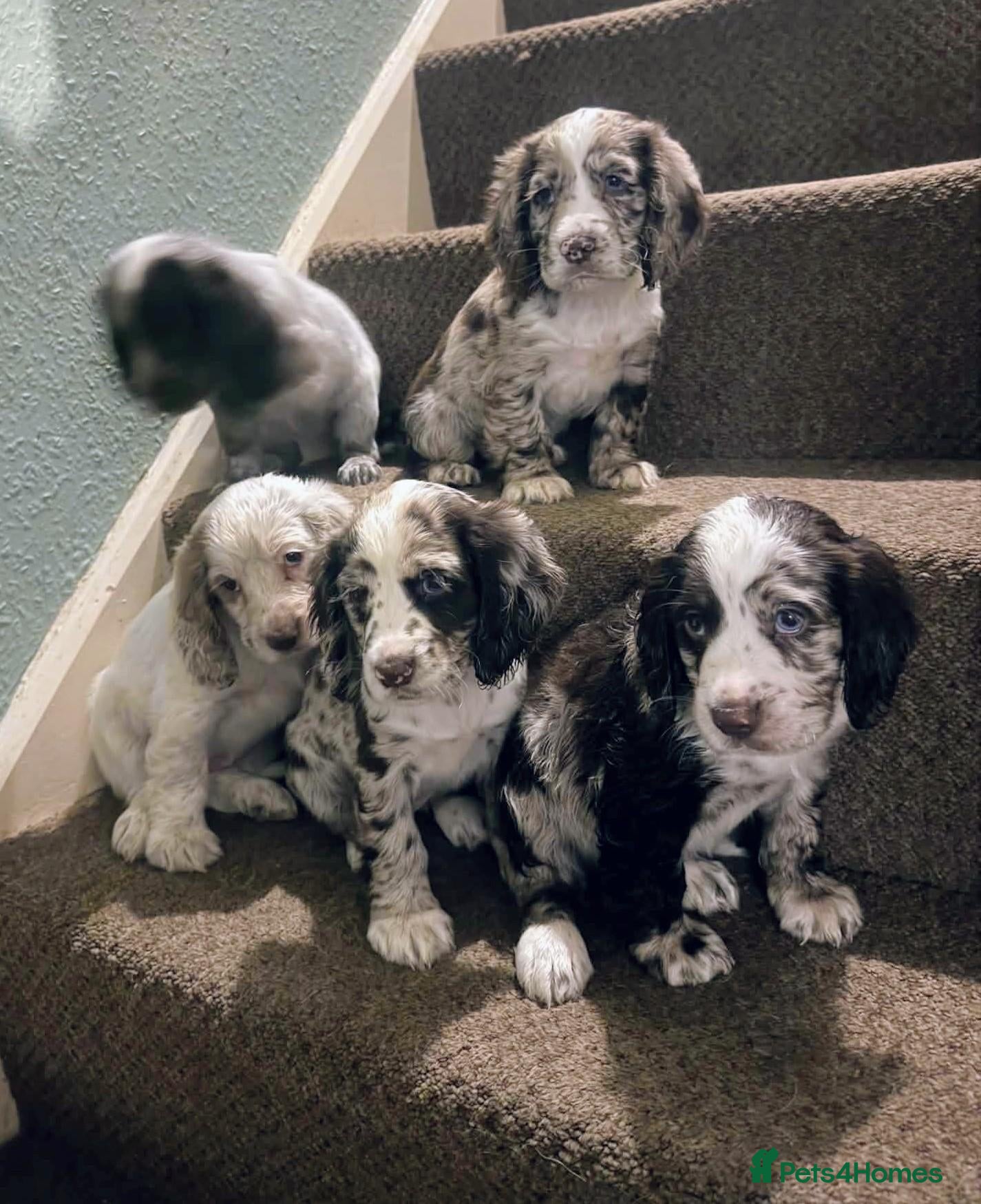 Cocker Spaniel dogs for sale: 5 beautiful Cocker pups for sale - Advert 1