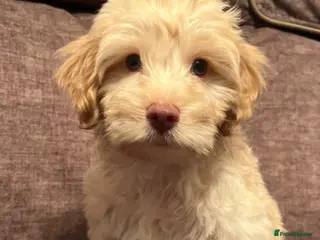 Cockapoo dogs 💙READY - Gorgeous healthy Cockapoo F1 Puppies - Advert 2