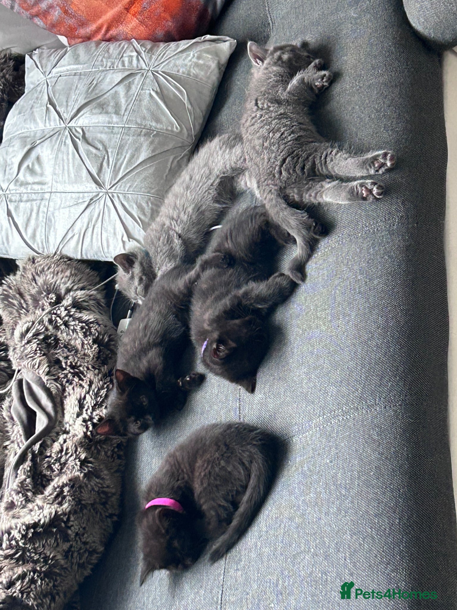 British Shorthair cats for sale: 5 British shorthair kittens  - Advert 4