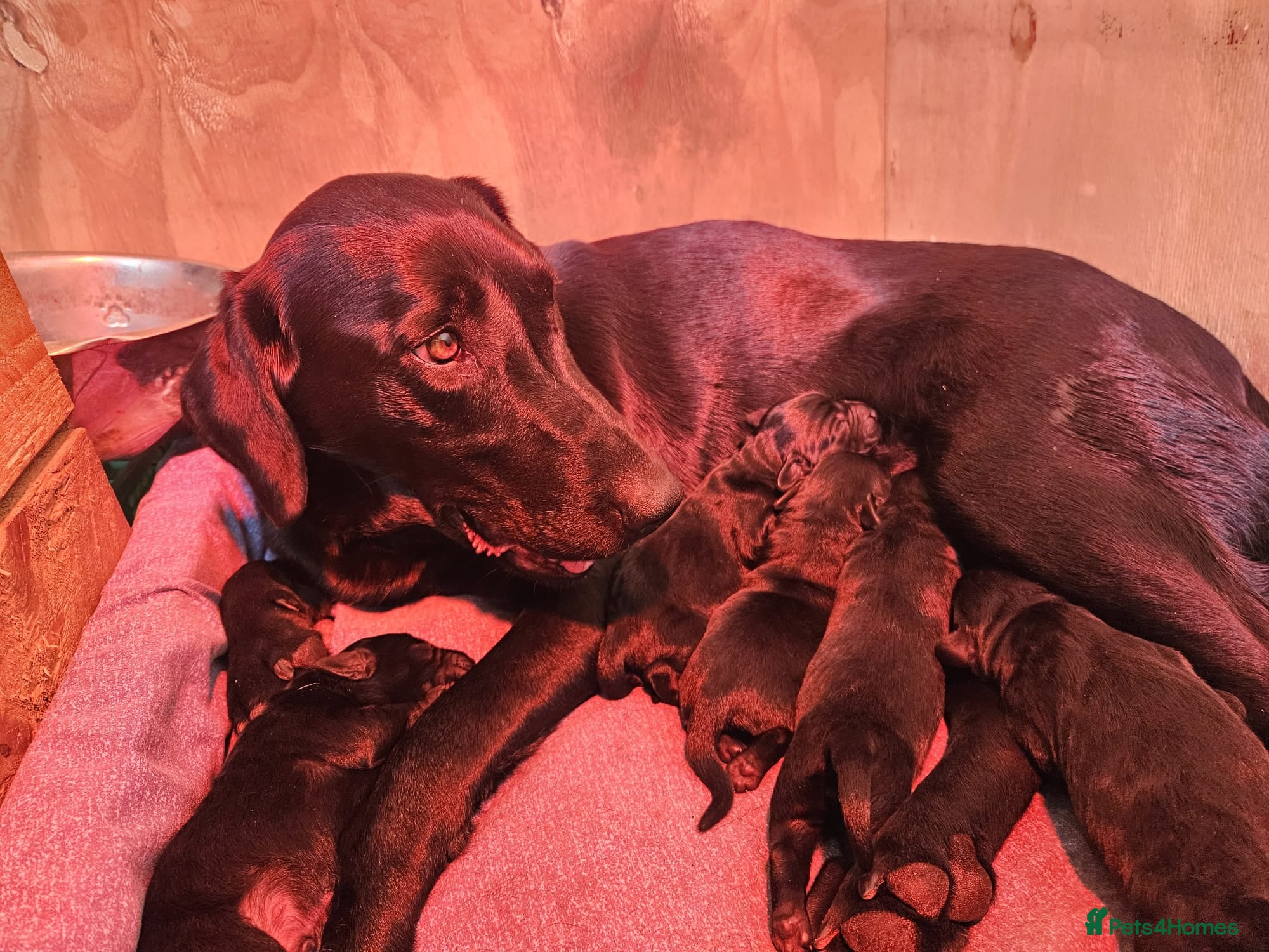 Labrador Retriever dogs for sale: Black Male Labrador Puppies for sale Western Isles - Advert 10