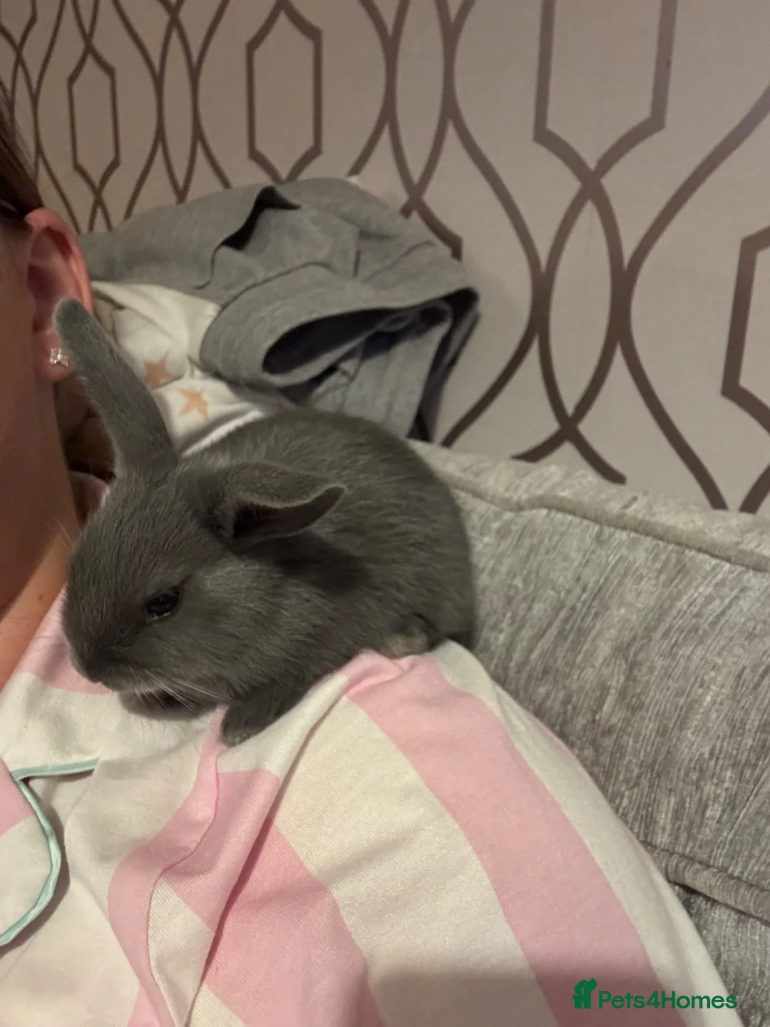 Mixed Breed rabbits for sale: Baby Rex French lop grey rabbits in Taunton - Advert 7