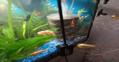 Plecos fish - Advert 16