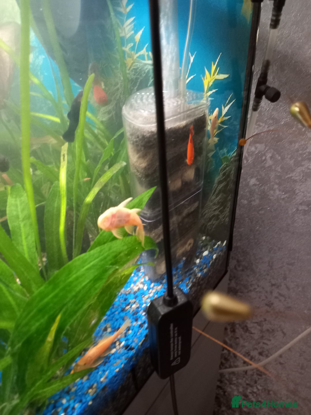 Plecos fish for sale: Plecos Albino Bristlenose - Image 2