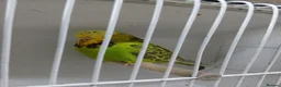 Budgerigars birds for sale: Budgerigars - Advert 4