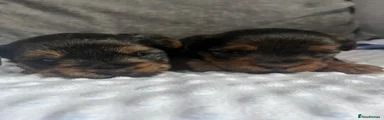 Yorkshire Terrier 3
