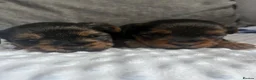 Yorkshire Terrier dogs for sale: Yorkshire terrier puppies - Advert 15