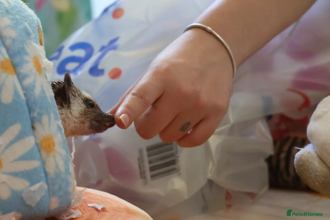 Pygmy Hedgehog rodents for sale: Three beautiful boys for sale - Advert 2